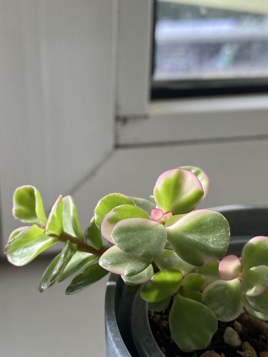 Крассула (полтуракария арфа)