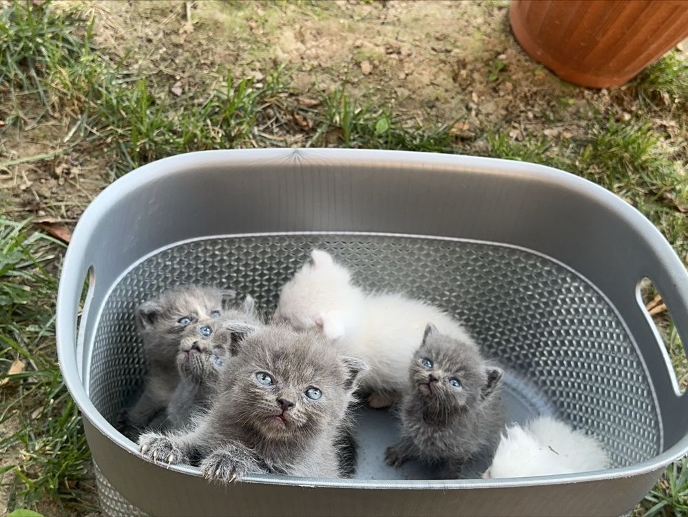 Коротколапые котята манчкин ! вислоухие/прямоухие, скоттиш килт фолд
