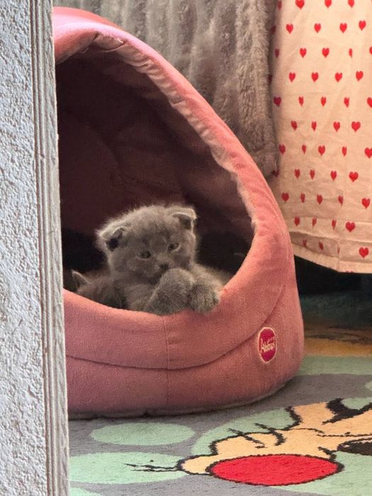 Scottish fold,strike