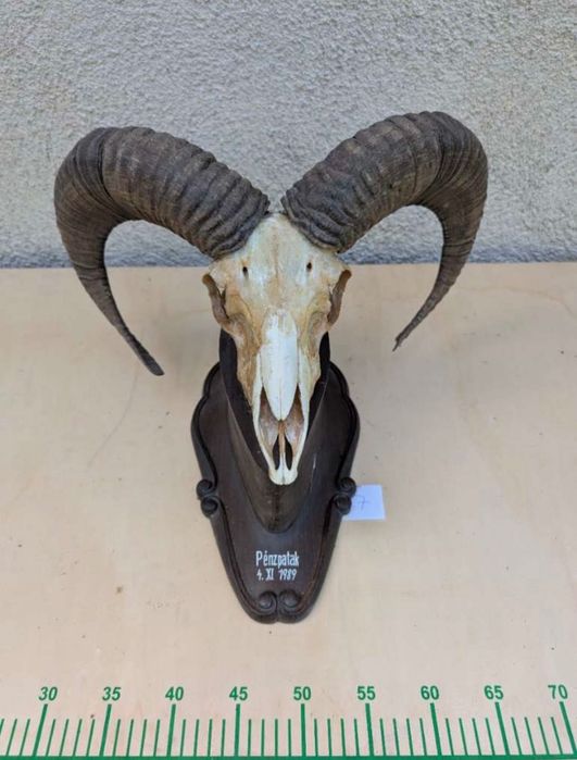 8 бр. трофеи от муфлон