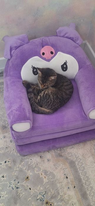 Пропал Кот Актобе,Жана коныс 1