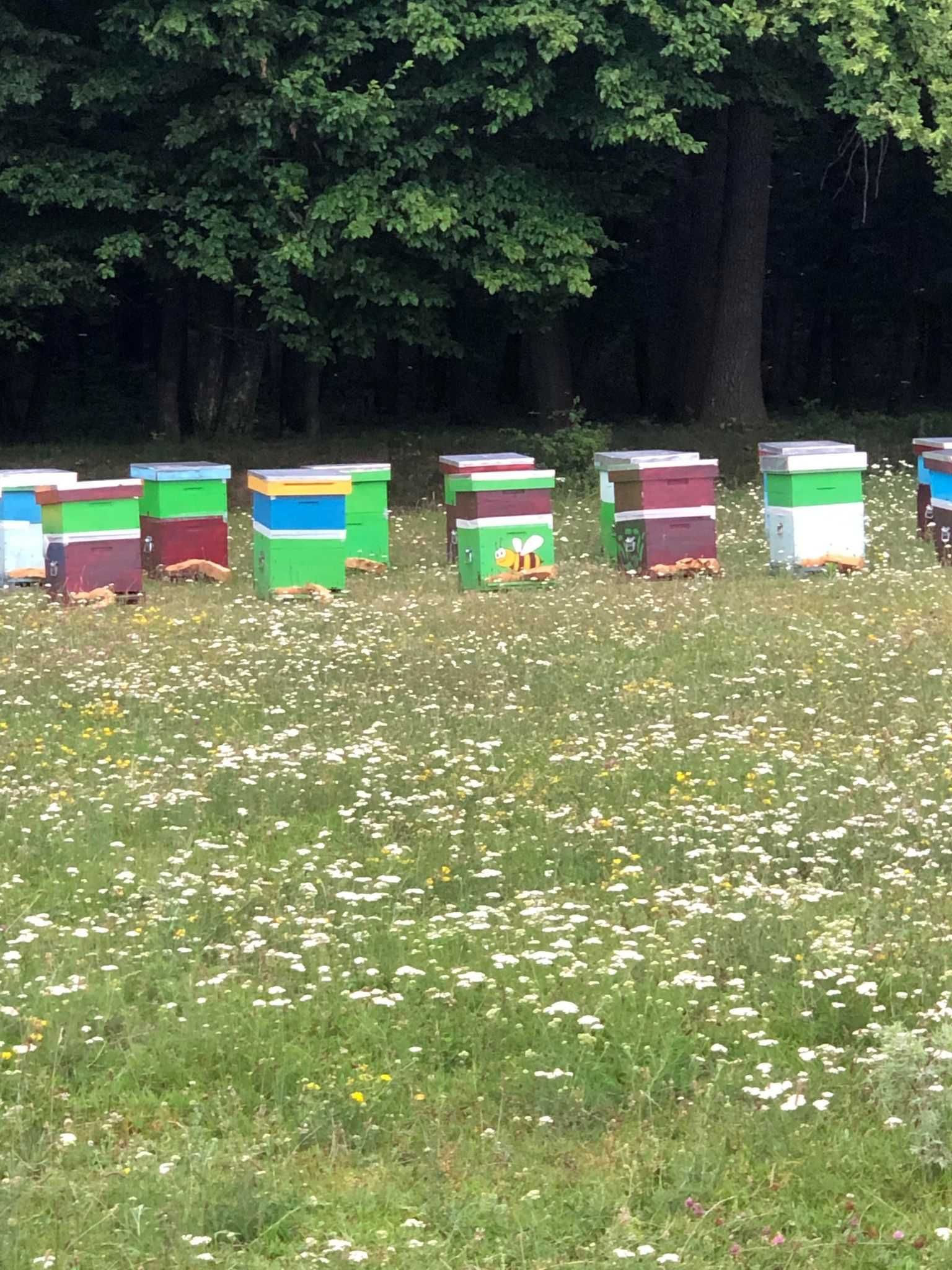 Vand familii de albine, cutie inclusa