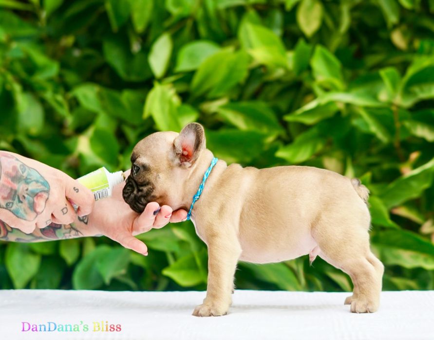 Bulldog francez bej cu pedigree - baietel