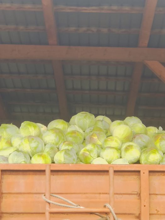 Varza de pastrare agresor