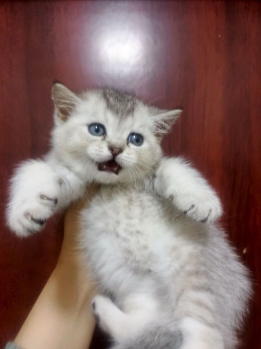 Котенок скотиш страйд