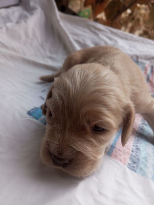 Щенята английского спаниэля