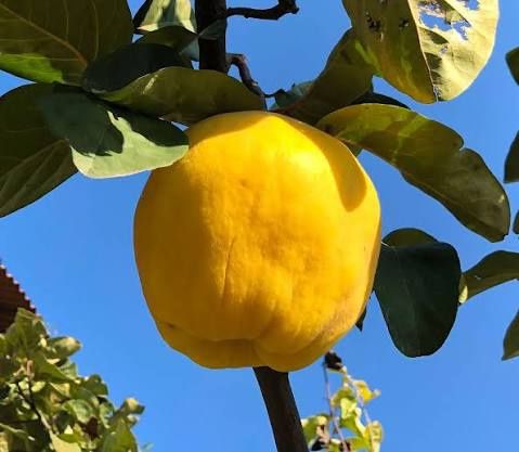 Pomi fructiferi clasici gutui