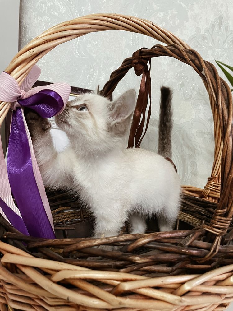 продам кошечку породистую