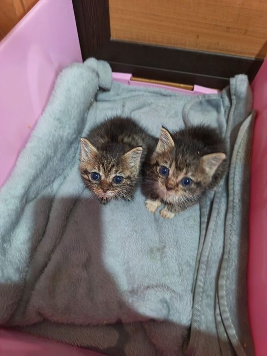 Срочно нужен дом котятам