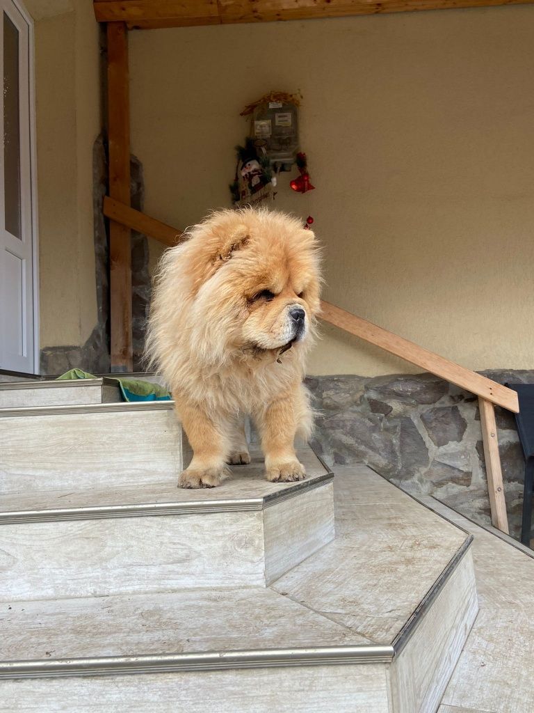 Mascul Chow Chow