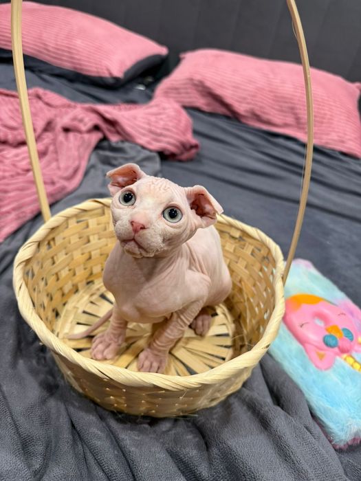 Сфинксы левкой и эльф