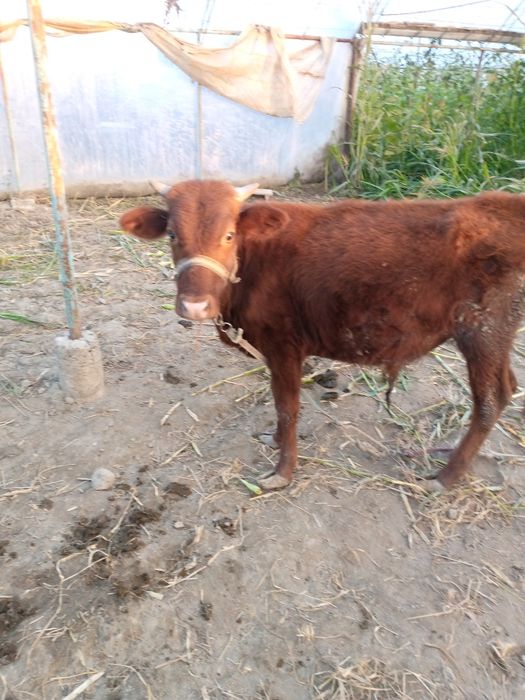 Букачалар сотилади , уйни моли