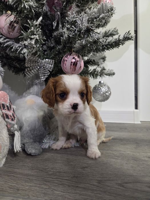 Кавалер кинг чарлз шпаньол