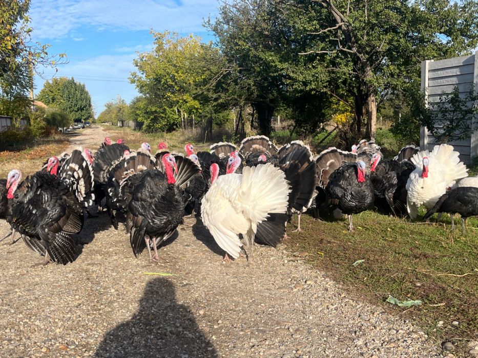Vând Curcani Preț Negociabil