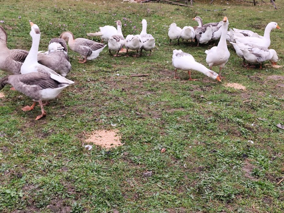 Vând gâște sau schimb cu păsări