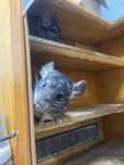 Chinchilla caută stăpâni iubitori