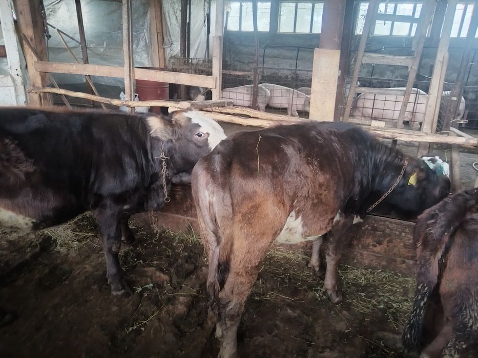 Se vinde vitele bune de ținut sau sacrificat pt nevoile fiecaruia