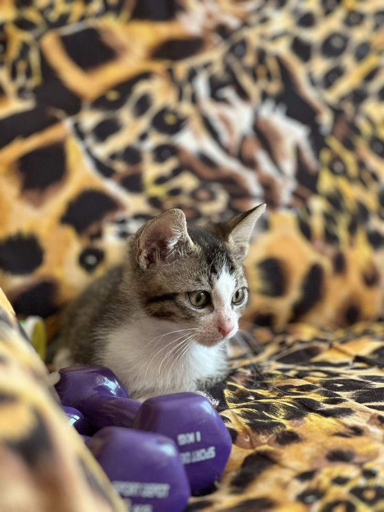 Подарявам мъжко коте