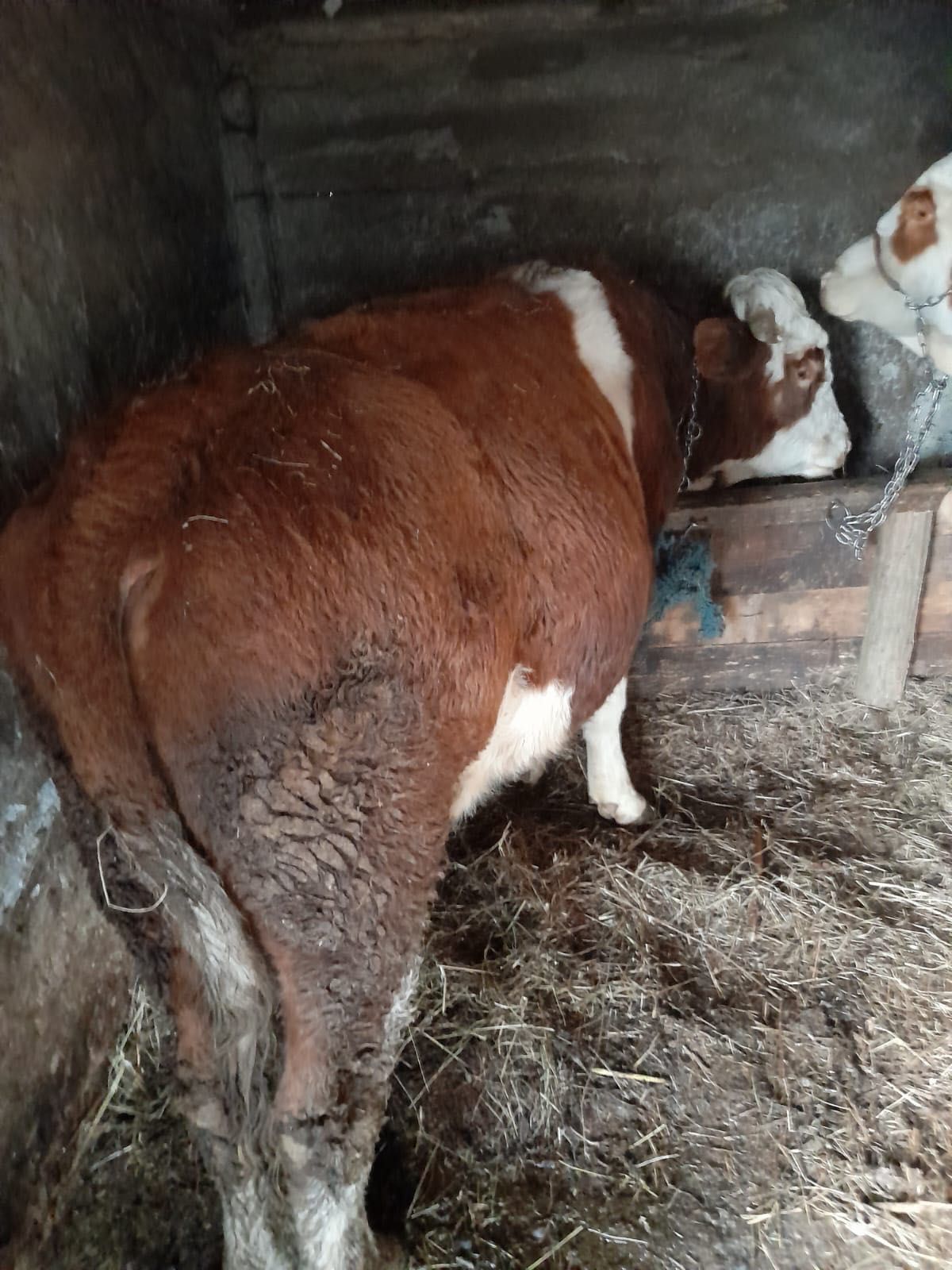 Taur de vânzare în Domasnea