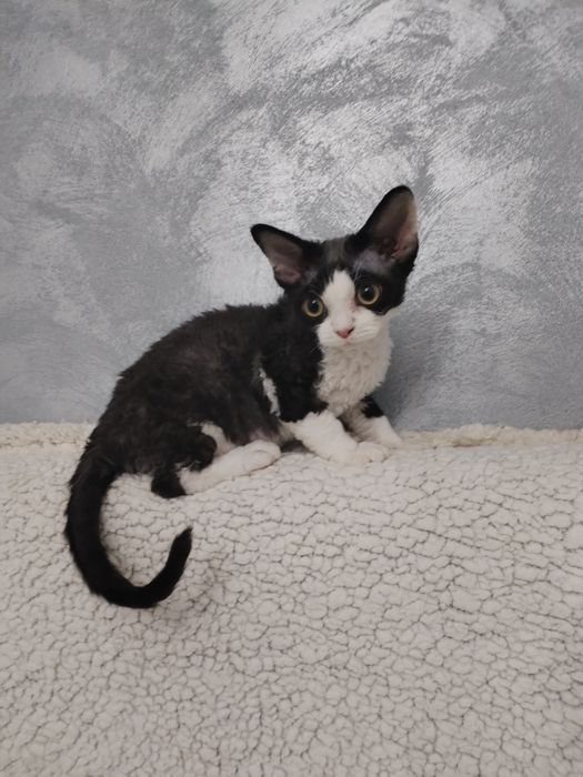 Devon Rex pui mascul