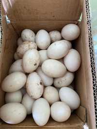 Oua de rata pentru incubat