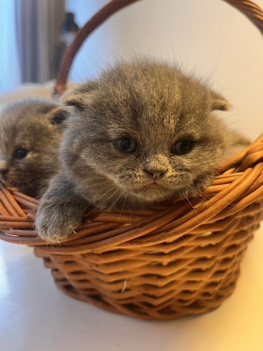 Pui brithis shorthair