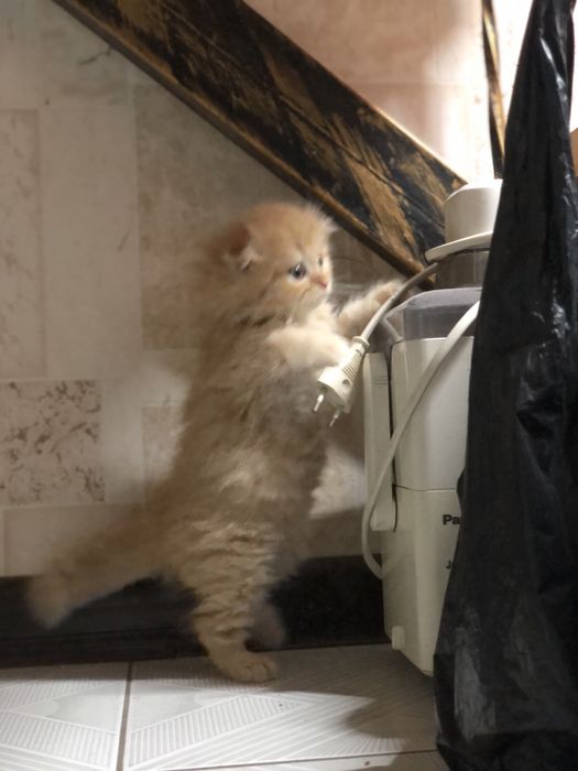 Продается котята sotilad mushu bolachalari