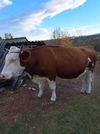 Vând vacă Bălțată Românească cu vitel