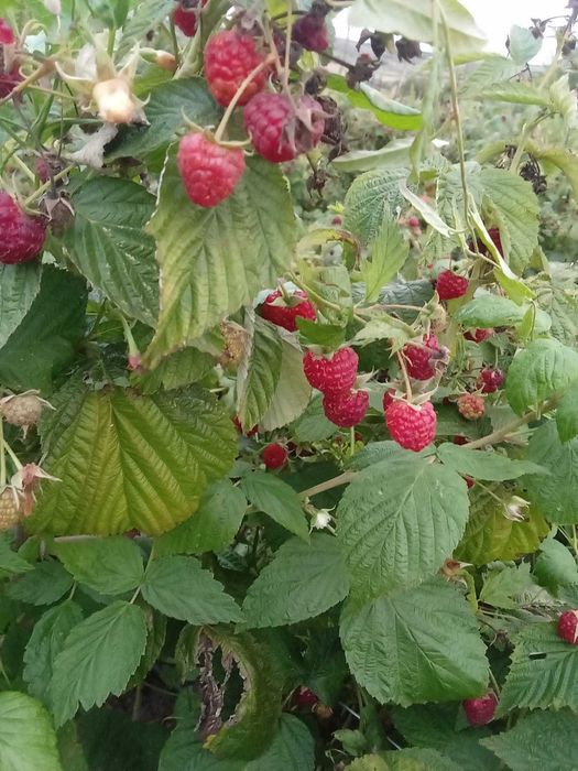 Butași zmeura polka