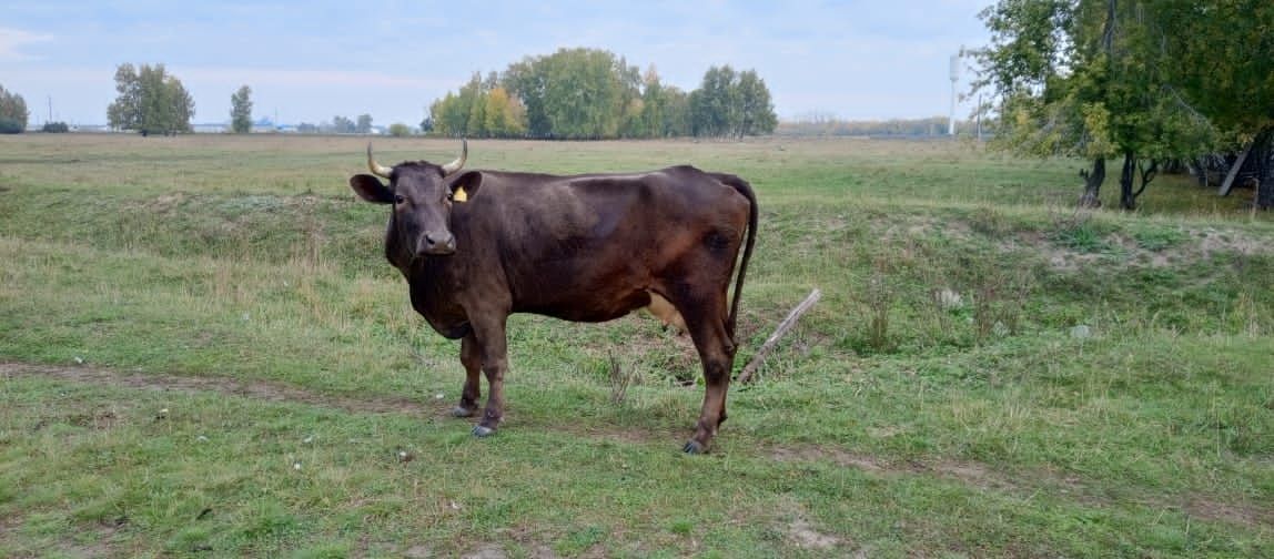 Продам молодую корову.