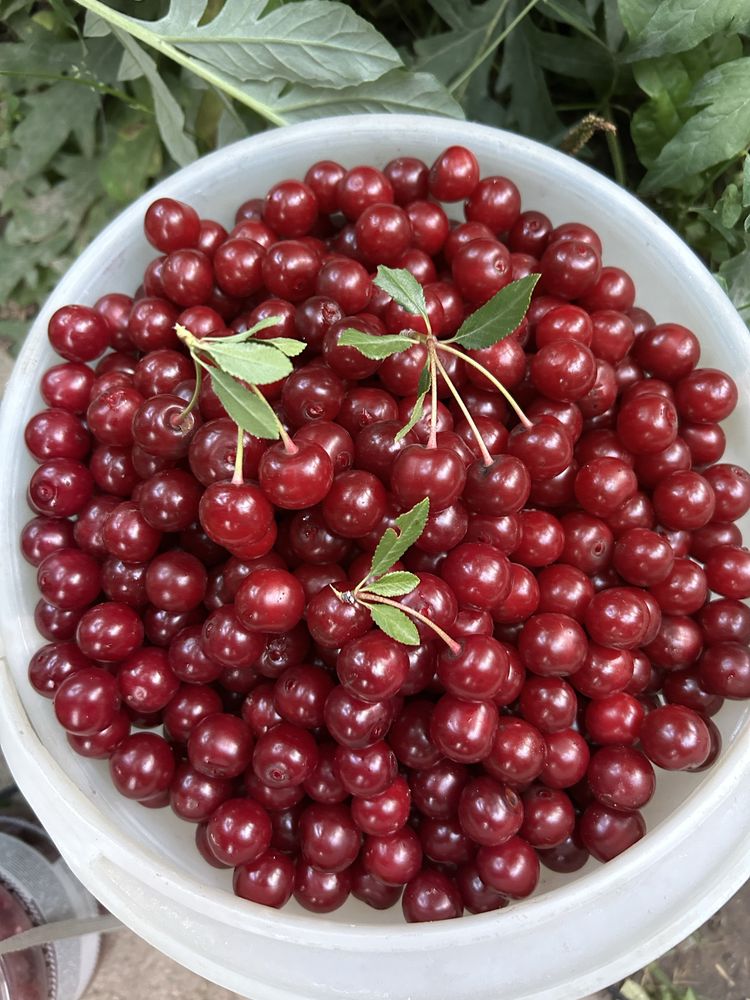 Продам дачную  вишню спелую( свежесорванную)