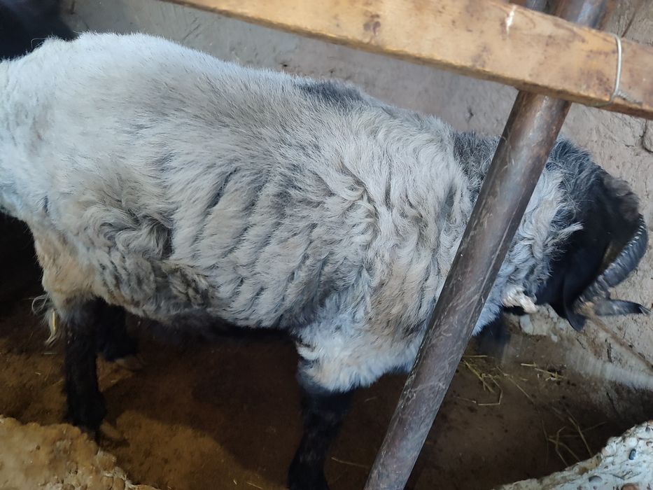 Quchqor va qoʻylar sotiladi