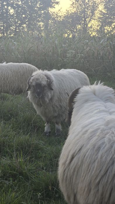 Oaie bucălaie de talie mare sau schimb pe o oaie breaza bună
