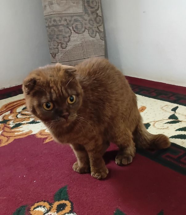 Zotdor mushuk juda aqilli