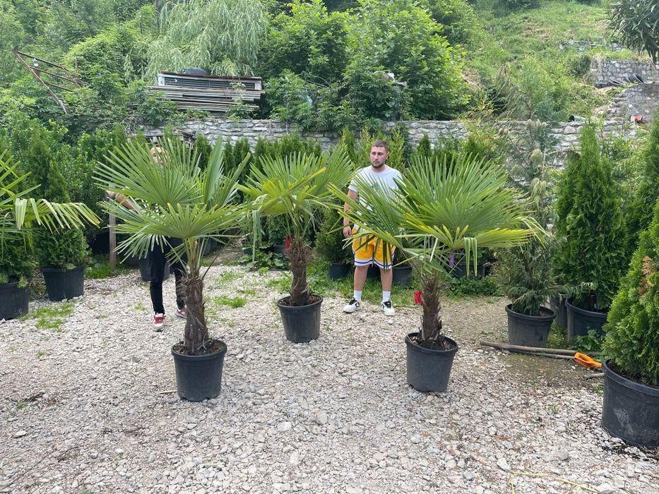 Palmierii rezistenți la îngheț toate dimensiunile