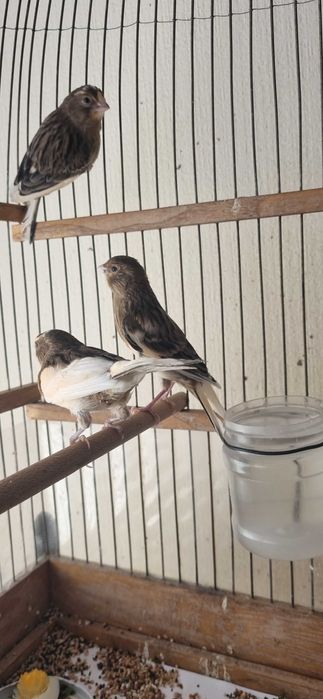 Молодые самцы-кенары Арлекины (мозаик)/ Молодой Арлекин (мозик)