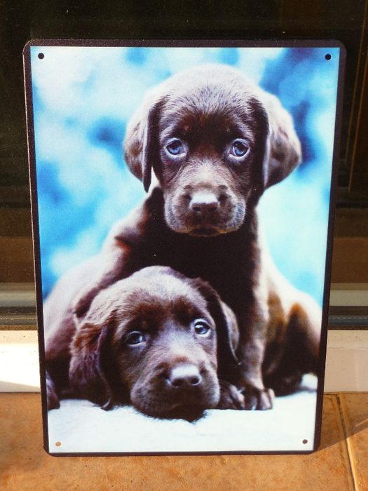 Две сладки кучета кученца табела готина рекламна котета
