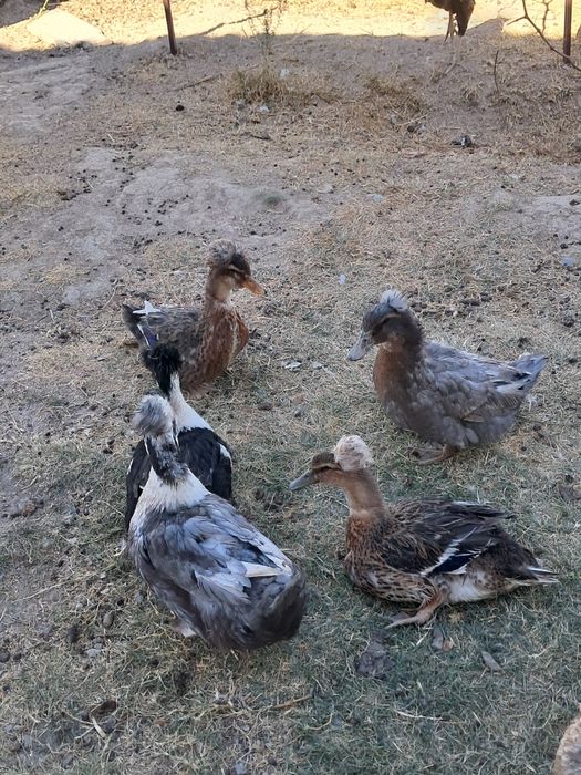 Уйрек утка индаутка