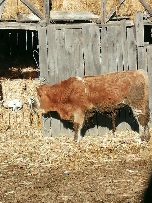 Vițel 6 luni de tăiere sau de ținut