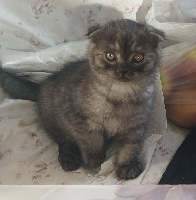 Шотландские котята