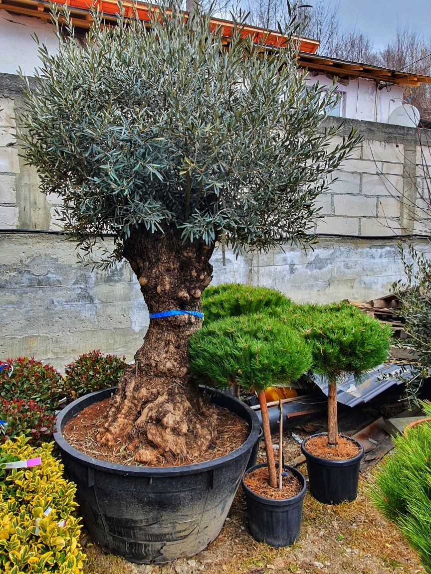 Palmieri, maslini, plante ornamentale exotice de interior si exterior