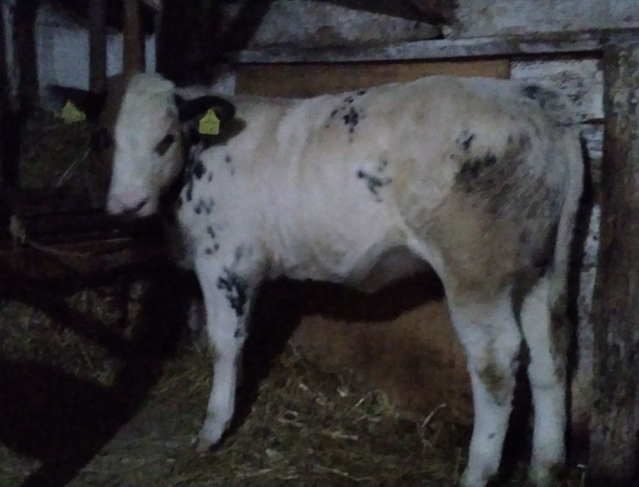 Vițele belgă de Vînzare