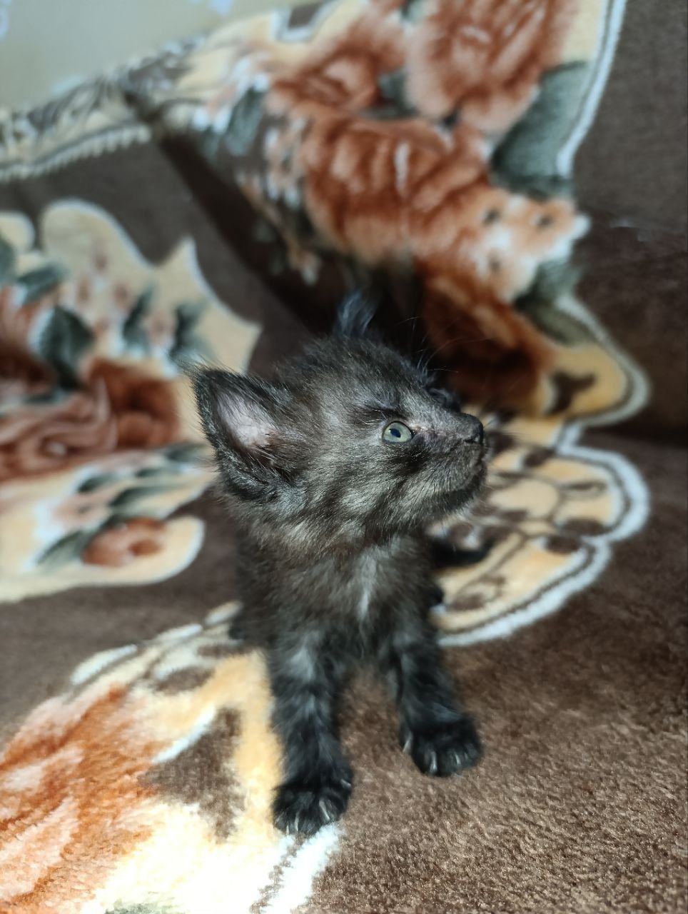 5 котят Турецкая ангара