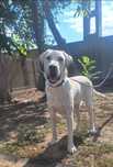 OFERTĂ! Labrador Retriever, baietel, 8 luni, la un pret modest