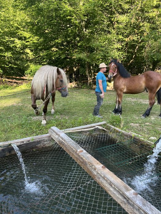 Mânz de vânzare(frumos)
