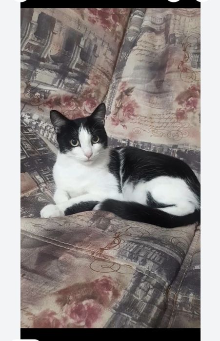 Нежная яркая красавица Маруся в добрые руки!