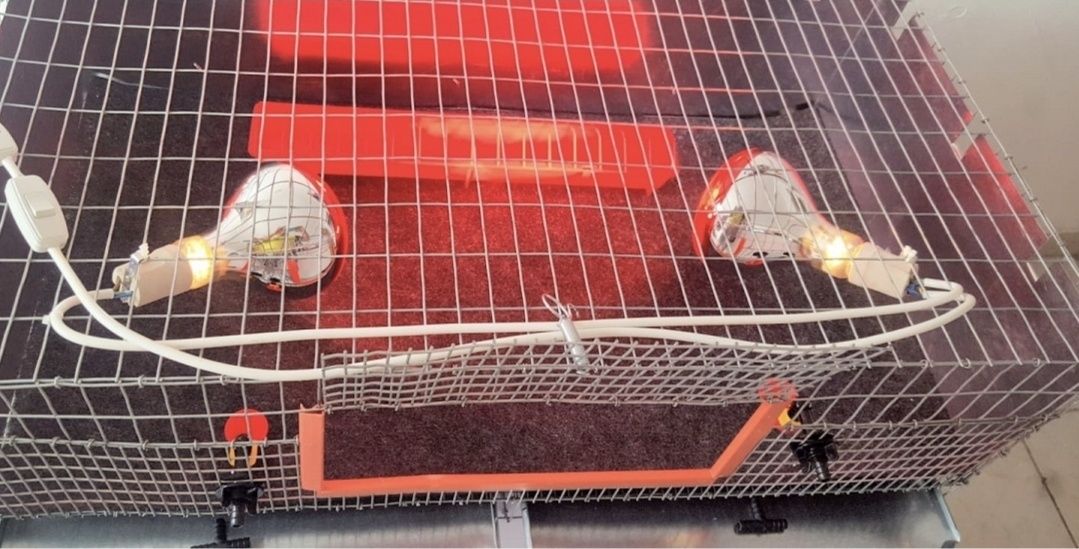 Maternitate profesională Mat-50-Pro pentru pui