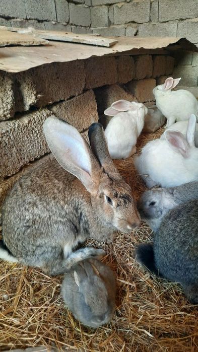 Куёнлар сотилади