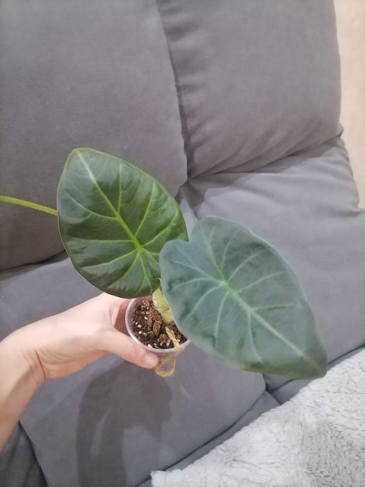 Алоказия регал шилдс