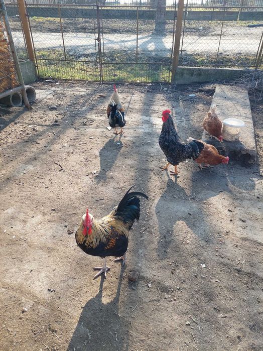 Cocosi de rasa mixta